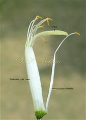  Stamens and Pistil